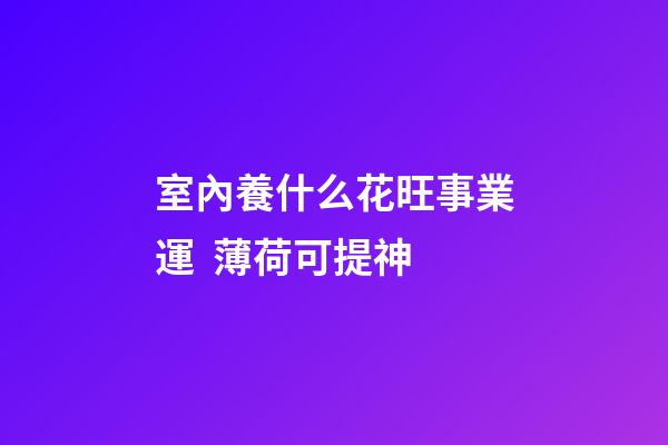 室內養什么花旺事業運  薄荷可提神